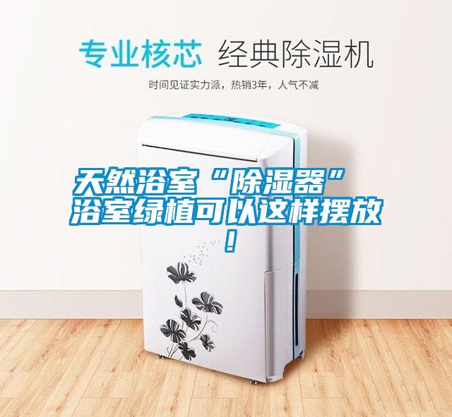 天然浴室“除濕器” 浴室綠植可以這樣擺放!